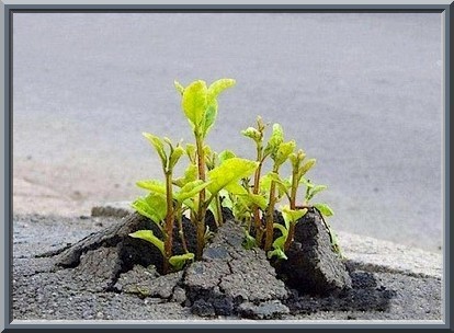 Photo : vue de près de petits plants, fleurs à venir, qui jaillissent à travers le ciment d'une route.