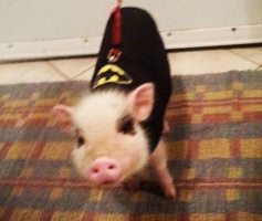 Photo mal focalisée d'un petit cochon rose portant un vêtement noir avec le symbole de Batman.