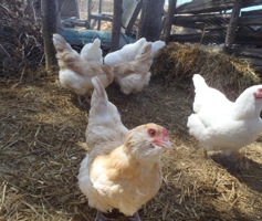 Photo : quatre poules blanches sur du foin brun, entourées par une clôture de planches de bois brun foncé.