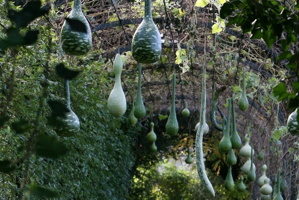 Photo: végétaux poussant sur des structures verticales et en suspension.