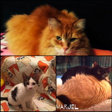 Trois photos de chats : le 1er est très poilu orange et calme ; le 2e est tout petit, jeune, blanc et noir regarde piteusement la caméra ; le 3e est un tout petit aussi et noir avec les yeux grand ouverts: il est couché sur un autre chat adulte.