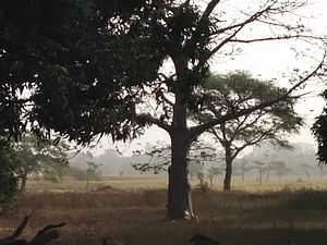 Photo : un très grand arbre majestueux, sur une savane (champ beige) rappelant l'Afrique. Quelques arbres similaires plus loin derrière.