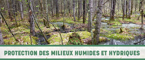 Bannière tirée du site officiel de la loi : ancienne forêt marécageuse, à mousse verte. Sous l'image, le titre en vert émeraude : Protection des milieux humides et hydriques.