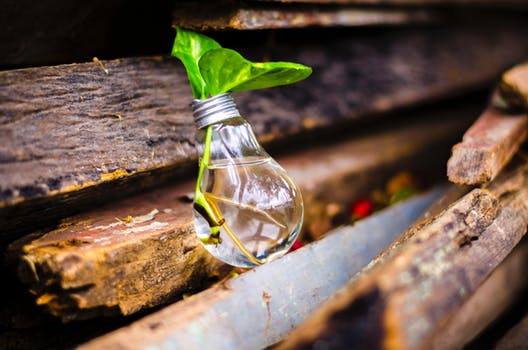 Photo : zoom sur une ampoule électrique brisée, mais convertie en petit récipient pour boutures de plantes. Le tout entouré de vieux bois coupés.