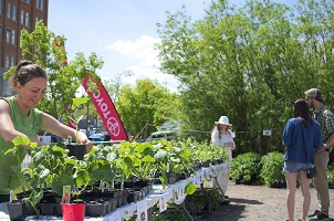 Photo : sous le soleil, une table blanche avec plusieurs plants ainsi que de grands arbustes. Une jeune femme souriante replante dans un pot et deux personnes discutent en observant les plus grands spécimens.