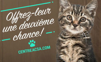Affichette : photo d'un jeune chat à la fourure tigré gris, beige et brun. Offrez-leur une deuxième chance ! centreacsa.com