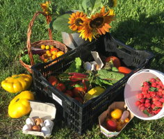 Photo : paniers de légumes et de fruits sur de gazon, ensoleillé.