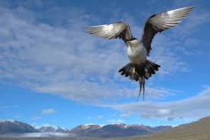 Photo d'un oiseau en vol, vu d'en dessous, donc on voit un grand ciel bleu avec légers nuages, mais aussi un grand horizon de montagnes lointaines blanches et grises.