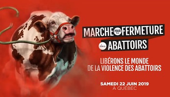 Affichette sur fond rouge : dessin d'une vache, qui semble courir, une corde brisée est attachée à un harnais au visage. « Libérons le monde de la violence des abattoirs »