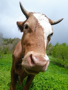 Photo : vue de près d'une vache au visage brun pâle et blanc, deux petites cornes. Sa tête est penché un peu de côté, intrigué par la caméra.