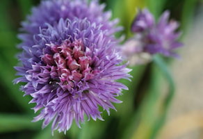 Photo de ciboulette : fleur violet ou mauve, tige verte.