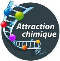 Logo : Attraction chimique, écrit sur un cercle bleu-gris. Une sorte d'échelle courbée monte de bas en haut, comme une spirale d'ADN, avec des points de couleur tout le long. 