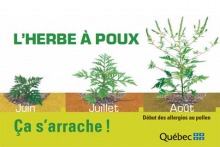 Affichette conçue pour le Québec (officielle) : Juin, petit plant ; Juillet : le plan est plus grand et droit ; Août : le plan fleurit : début des allergies au pollen. « L'herbe à poux, ça s'arrache ! » 