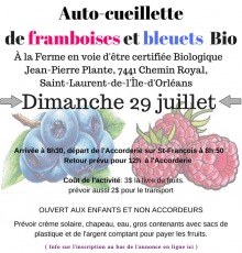 Affiche sur fond d'un grand dessin réaliste de bleuets et framboises. Détails retranscrits dans l'annonce ici.