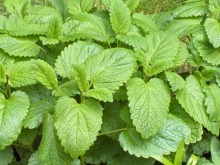 Photo de nombreuses feuilles de mélisse