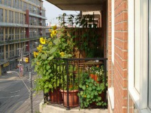 Jardin dense sur un petit balcon vue de côté. C'est visiblement un secteur industriel avec un bloc appartement en avant.