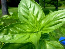 Photo de feuilles de basilic au soleil