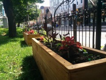 Bacs en bois brun avec des fleurs, le long de la clôture métallique noire de la rue St-Joseph.