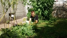 Un jeune homme impliqué dans Verdir Saint-Roch jardine au potager de La Nef. Gazon et plans très verts sur le bord d'un mur de pierre.