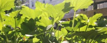 Photo : plants avec une vingtaine de feuilles de couleur vert lime vues de très près.